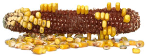 corncob-award